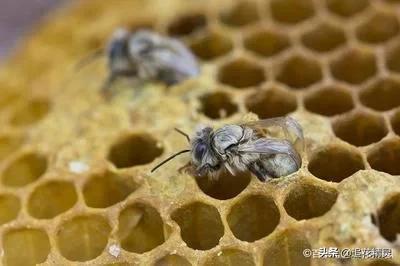 如何清除工产工蜂,工产蜂已有幼虫怎样处理