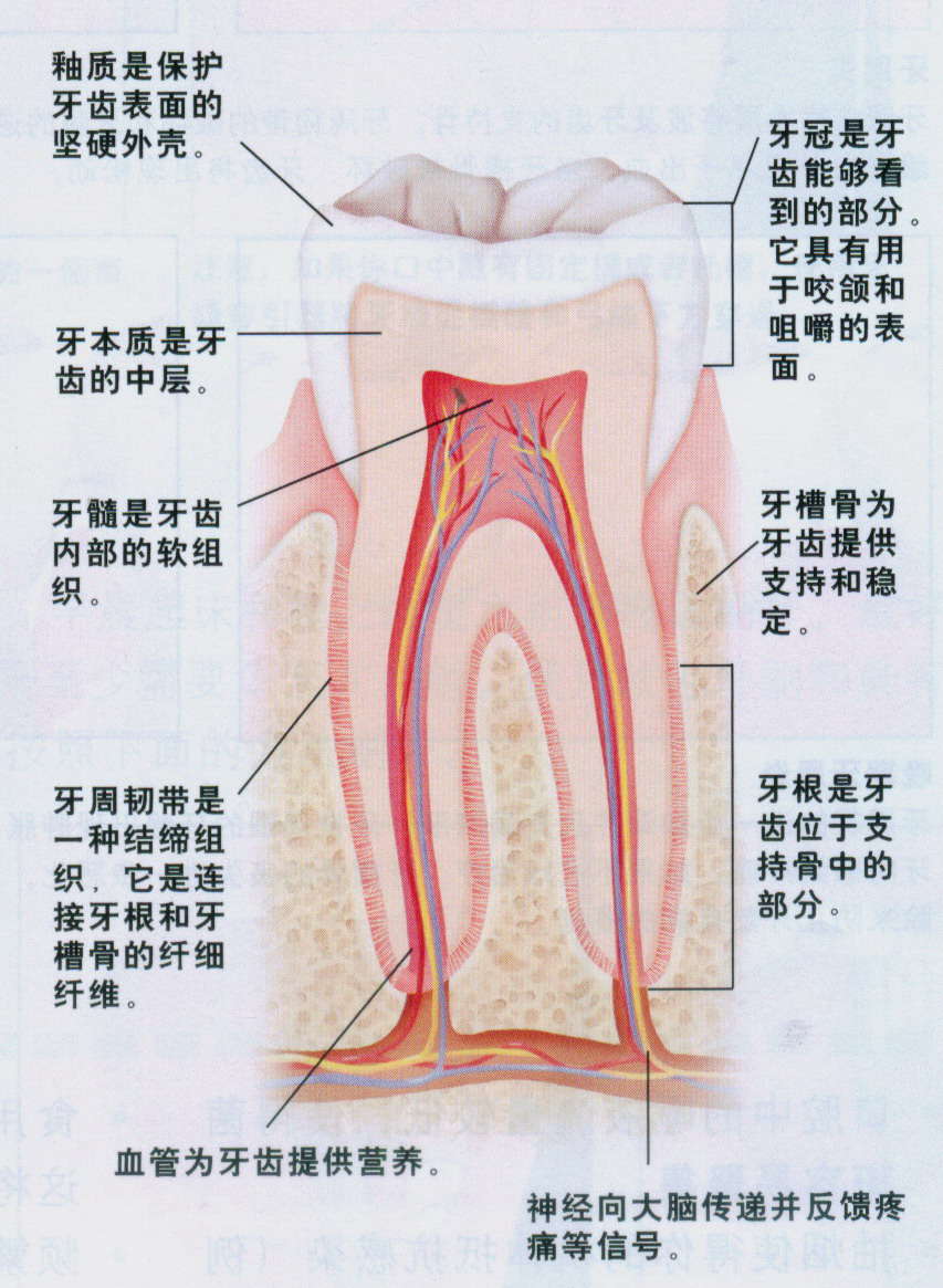 同是蛀牙我不痛，他却痛？那我就不用治疗？听老牙医细心讲解