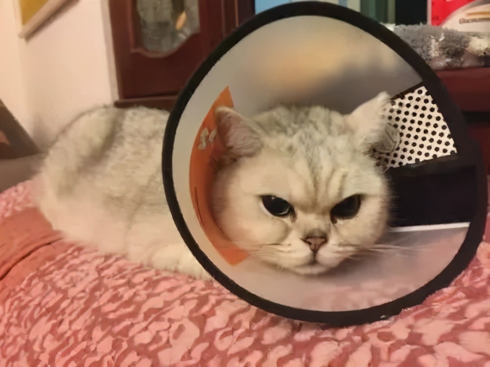 猫咪绝育后还能配猫吗,猫咪绝育冷知识