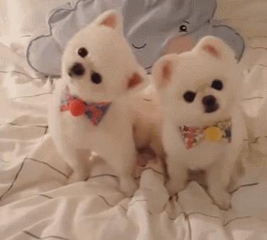 博美犬经常掉毛怎么办？铲屎官了解原因才好对症下药