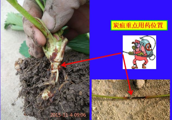 草莓炭疽病与根腐病是什么引起的,安徽草莓炭疽病零星发病怎么办