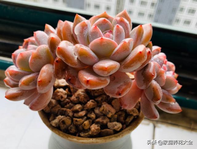 多肉根烂了，原因有3点，简单一解决，多肉好漂亮