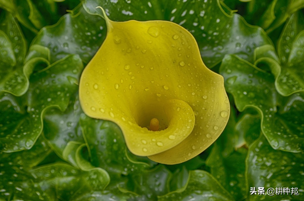 马蹄莲枯黄怎么弄,马蹄莲叶片发黄怎么回事