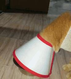 给猫戴上脖圈之后很低落,为什么给猫戴上猫圈就安静了