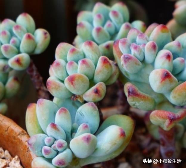 盘点6种适合秋天养的多肉,适合一年四季阳台养的多肉植物