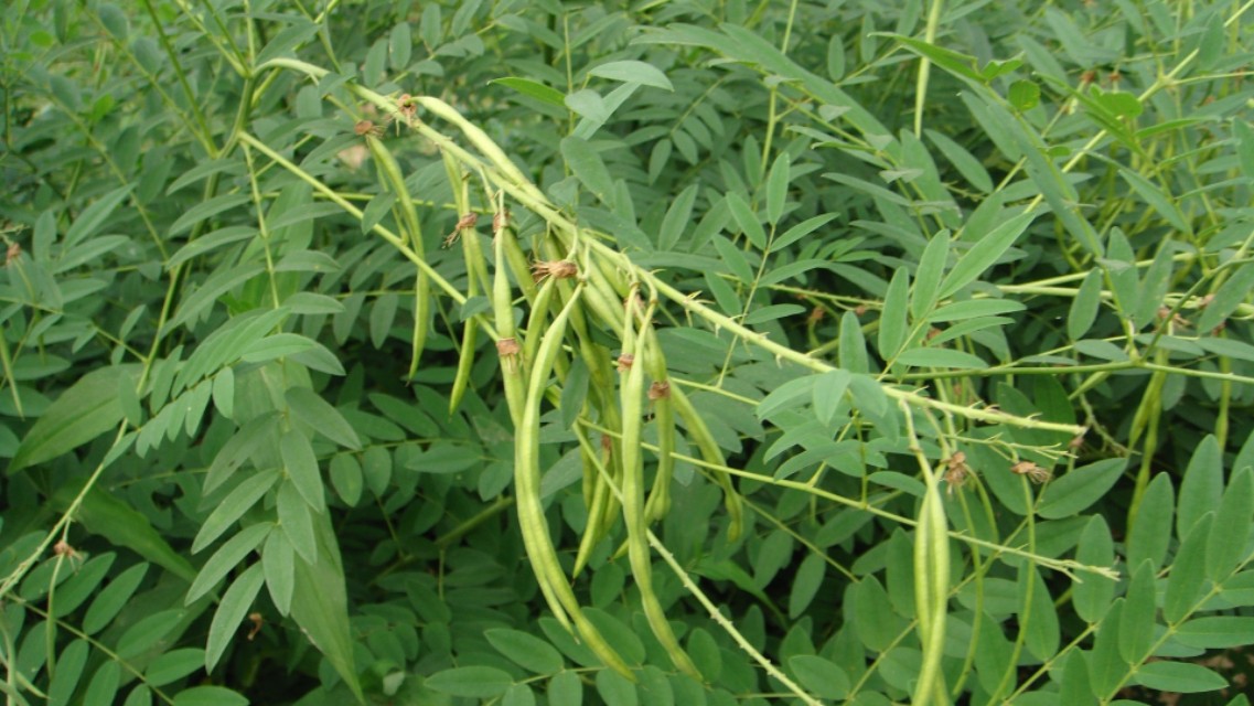 白菜受除草剂害怎么缓解,大白菜生虫用什么农药效果最好