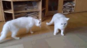多猫家庭打架,多猫家庭遇到猫咪打架该怎么办