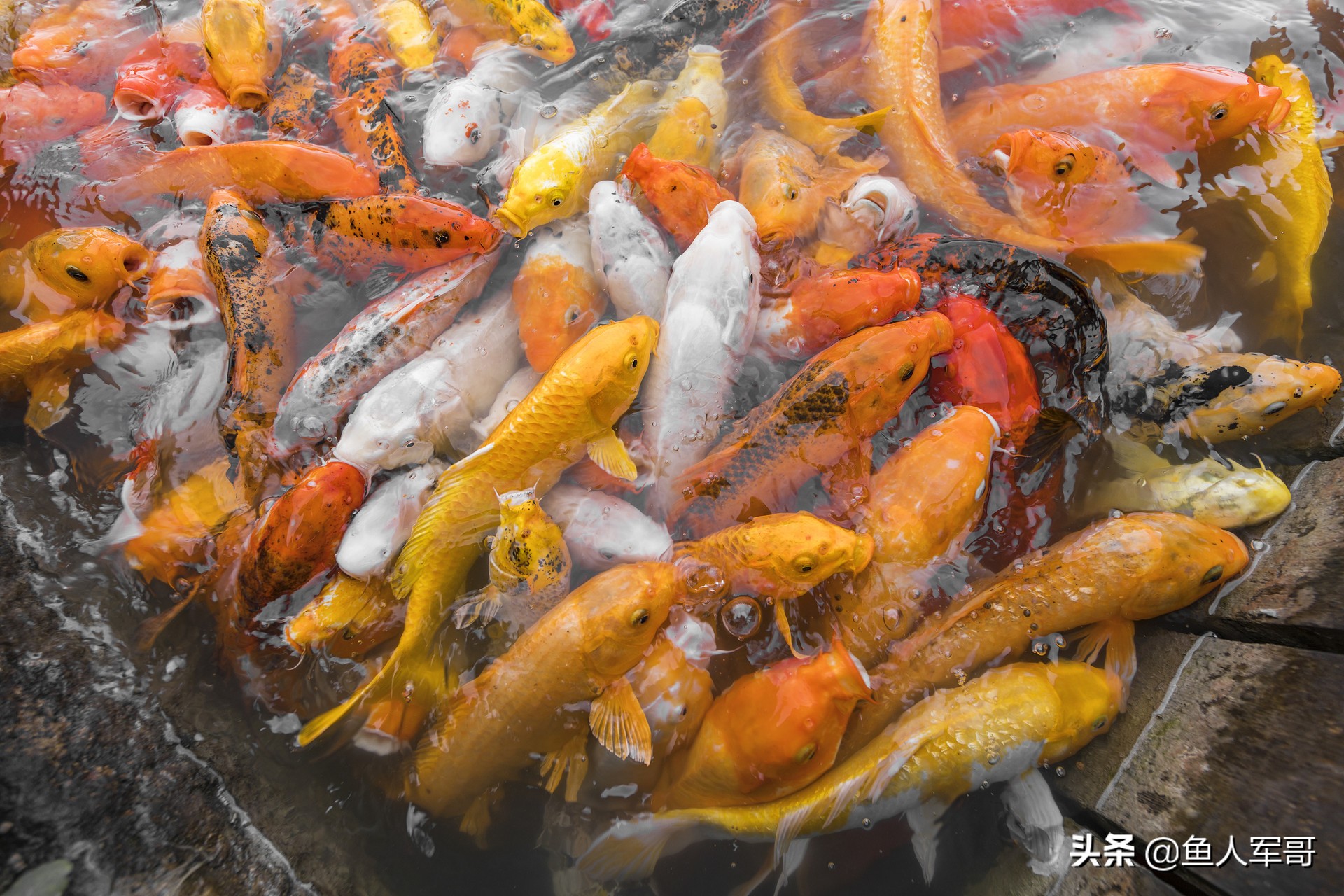 锦鲤水中游怎么养,养好锦鲤鱼的秘诀