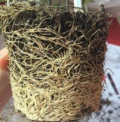 月季新手种植教程，购苗、修剪、施肥、浇水、喷药，手把手教你