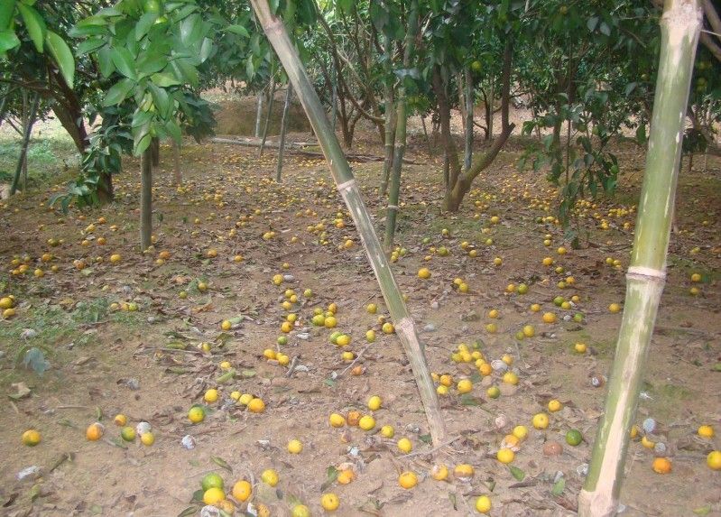 柑橘采果后果园管理要点分析,晚熟柑橘采摘后如何管理