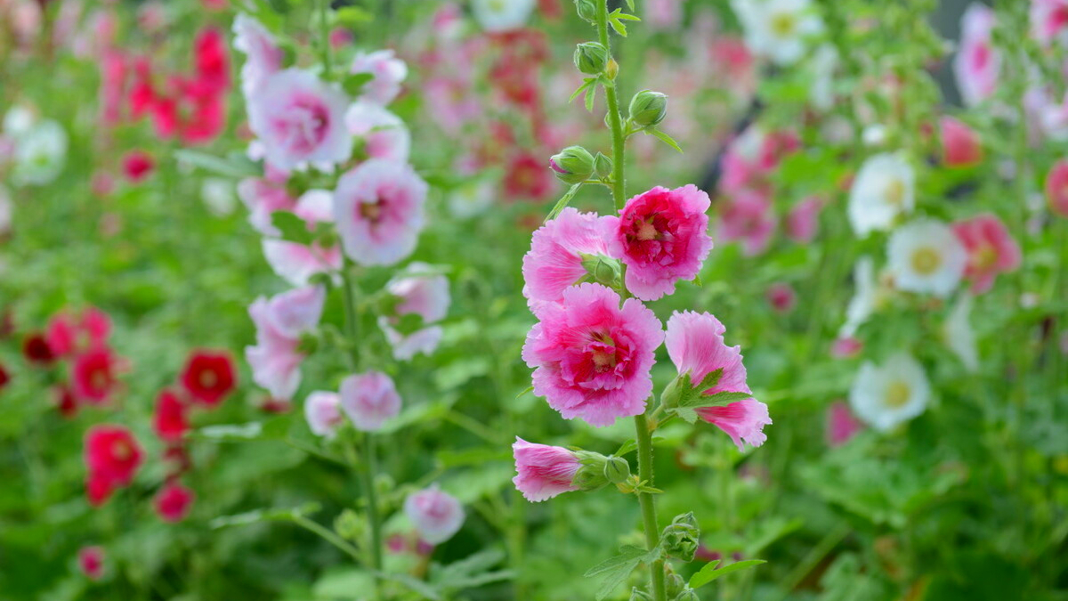 关于蜀葵的诗词名句,蜀葵经典诗词