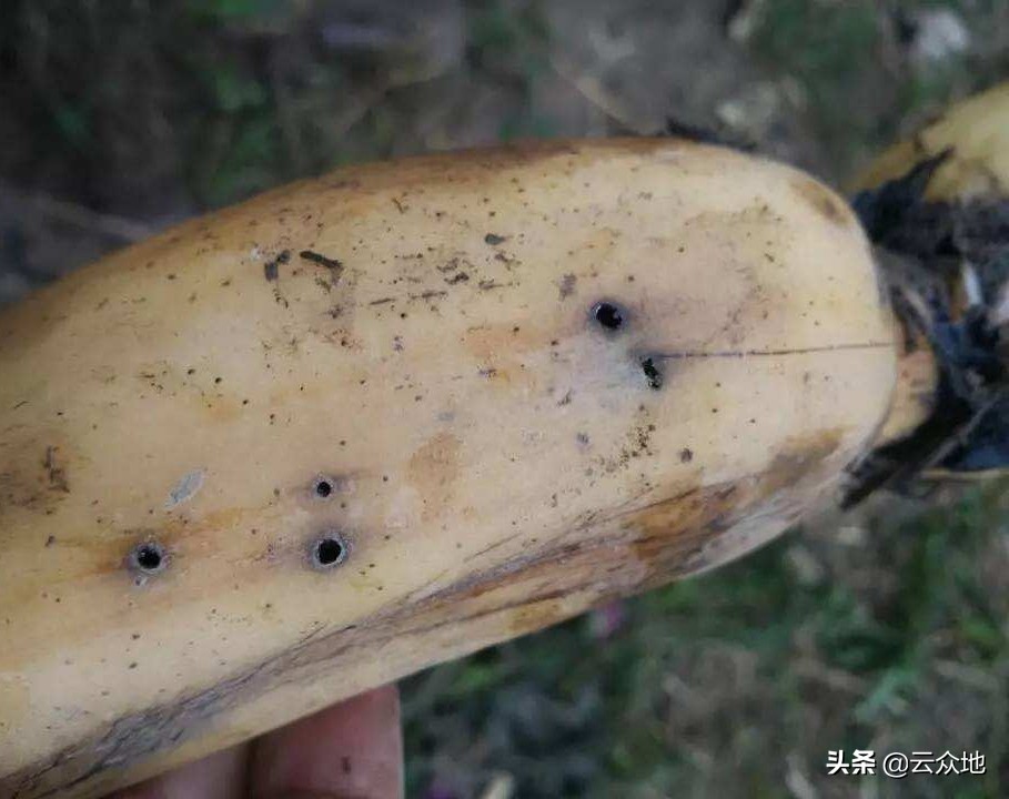 莲藕虫害专用药,莲藕地蛆施药最佳时间