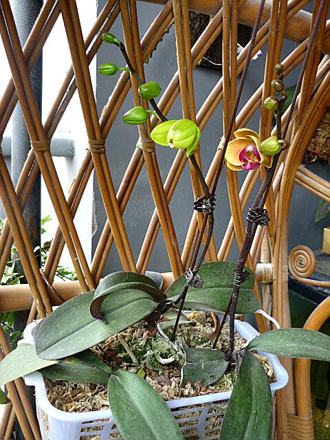 怎么能让蝴蝶兰花变色,想让蝴蝶兰多开花怎么办