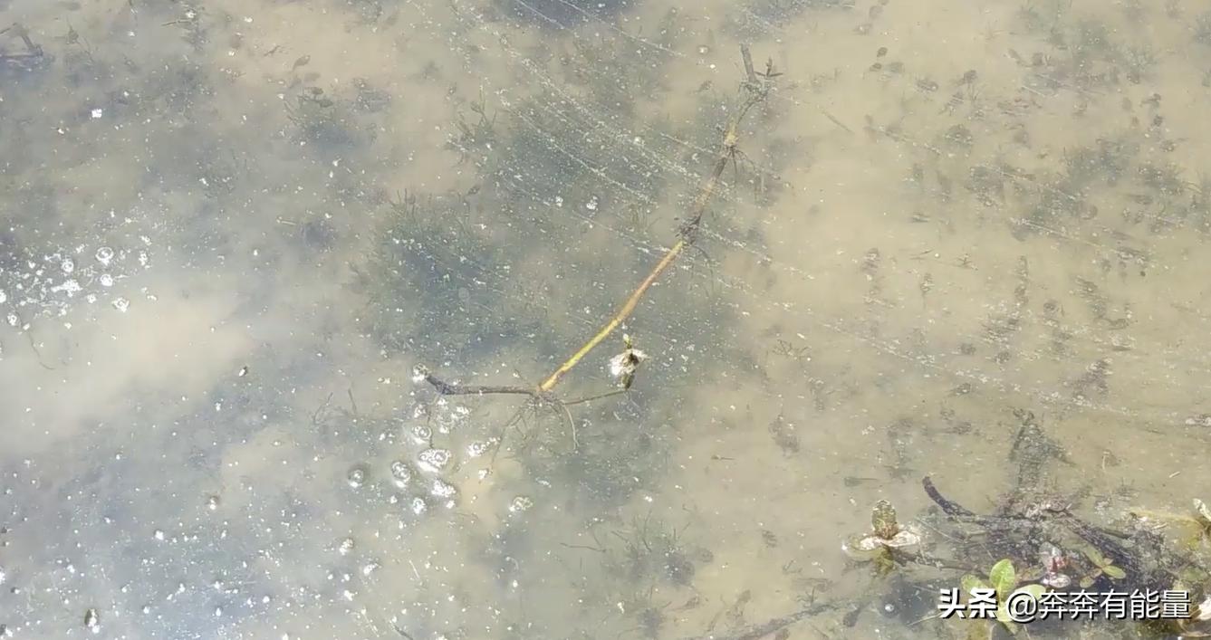 池子水浑浊，15天了蝌蚪还长不大，谁在捣乱？青蛙到了养殖关键期