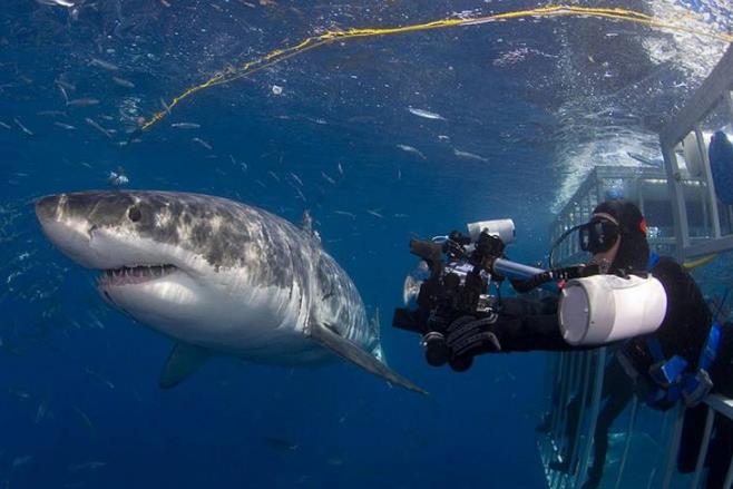 能让大白鲨恐惧的五种海洋生物,凶猛的鲨鱼大白鲨