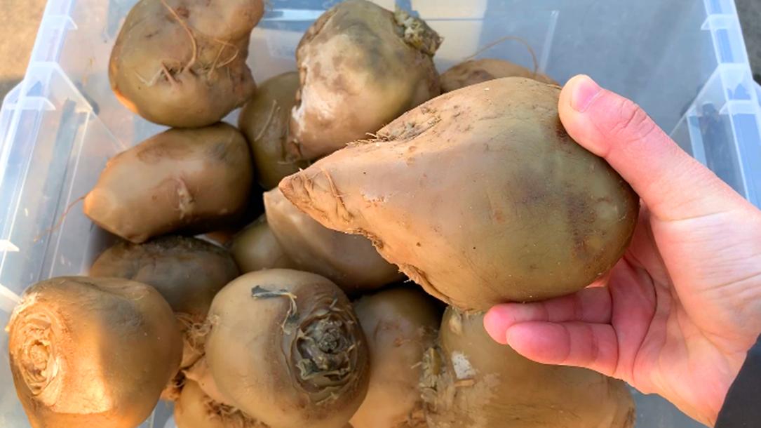 腌芥菜怎么腌又脆又嫩,腌芥菜需要加米酒吗