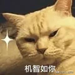 遛狗师年薪30万？剥虾师、收纳师……现在年轻人赚钱门路太野