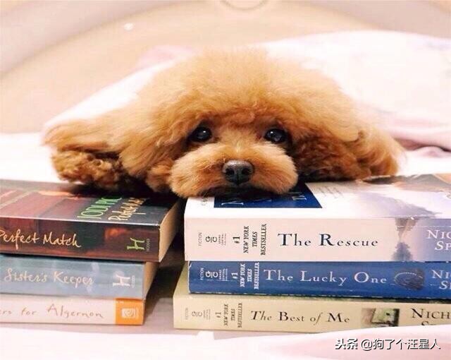 为什么泰迪狗容易丢,泰迪狗狗为什么要断尾呢