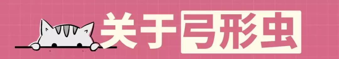 怀孕了还是想养猫猫狗狗怎么办？华西专家：可以养，但绝不能随便养！