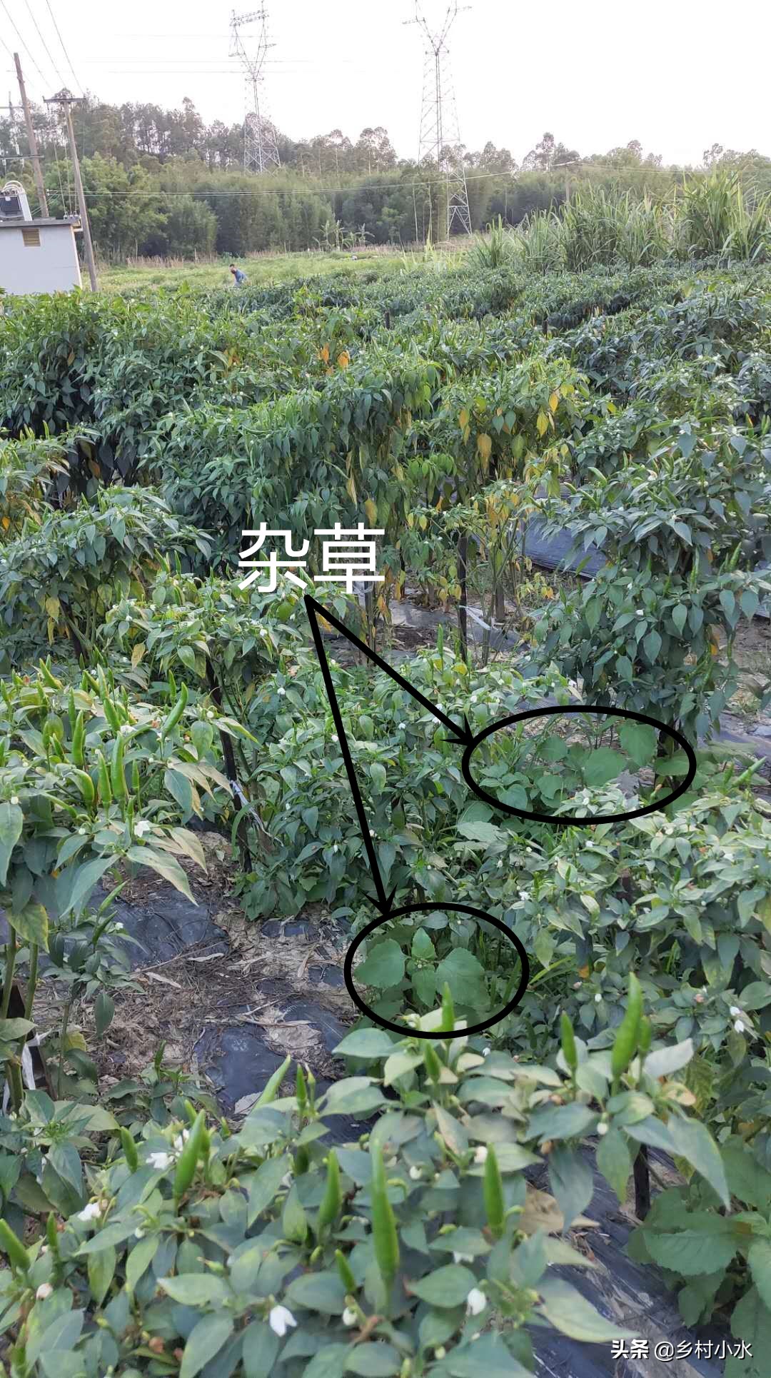 辣椒叶子变黄的防治方法,辣椒叶片发黄方法教程