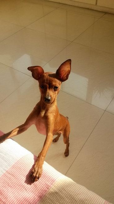 伸舌头的小鹿犬,爱洗澡的小鹿犬