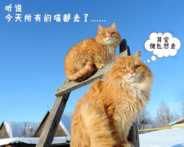 圣诞节的喵星人霸气又略萌，猫奴必看！又骗我养猫？
