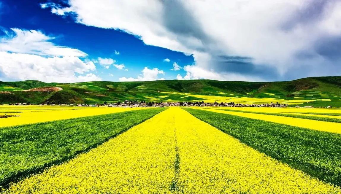 赏油菜花攻略,寻找最美油菜花可去这十大景点