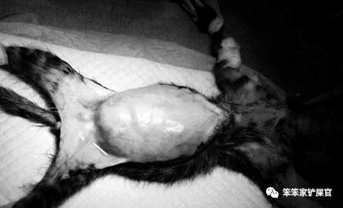 猫咪便秘导致巨结肠可以自愈吗,猫咪巨结肠症肚子会很大很胀吗