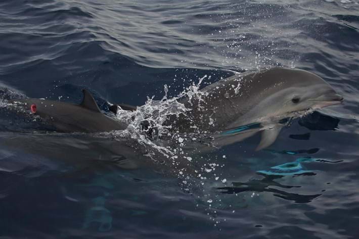 身长才50厘米的达摩鲨究竟有多狂,巨齿鲨有多恐怖一口能咬死鲸鱼