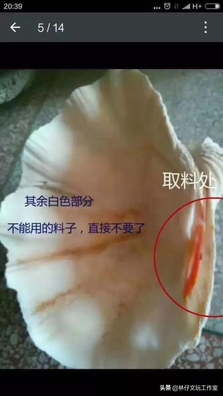 黄砗磲与白色玉化砗磲哪个硬度高,砗磲保养记住三点保证光亮如新