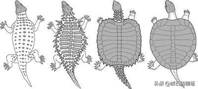 饲养箱爬虫,饲养箱乌龟