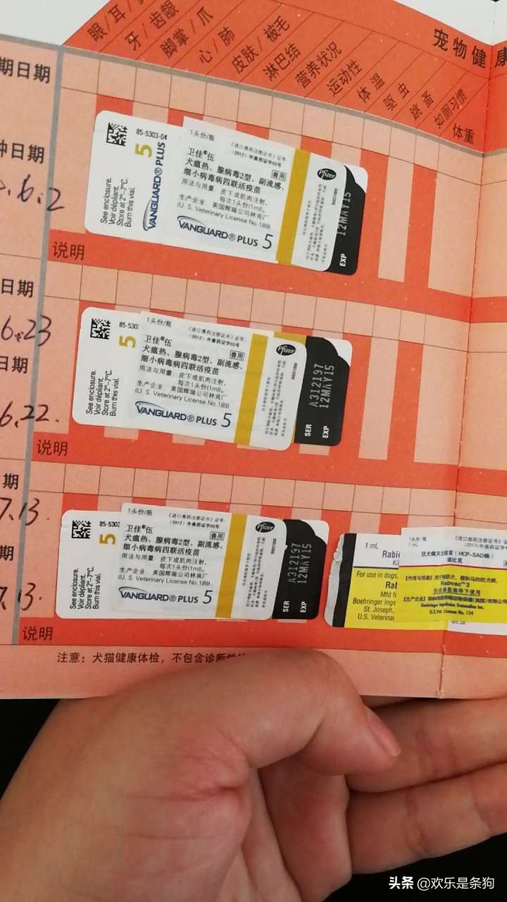 刚买的宠物狗要怎么养,刚抱养的狗狗关注事项