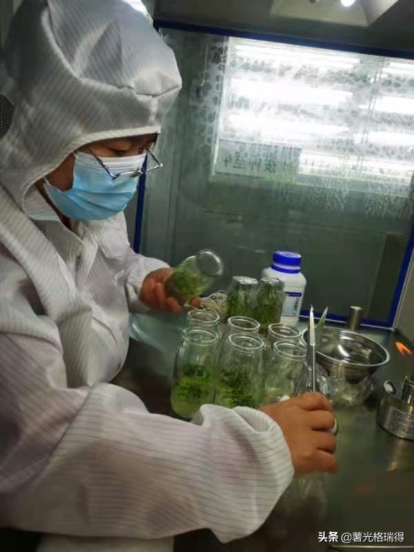 格瑞得新疆公司,格瑞得集团前景