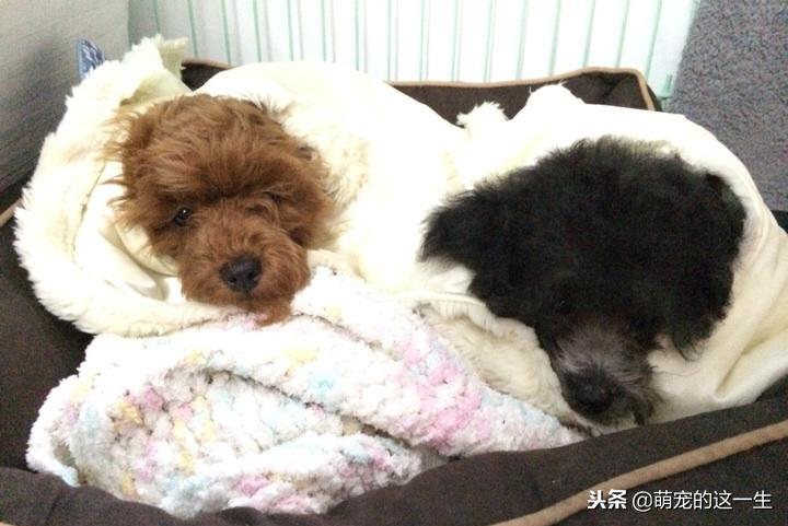 天气热了狗狗如何防暑,天气渐热养狗狗要关注以下几点