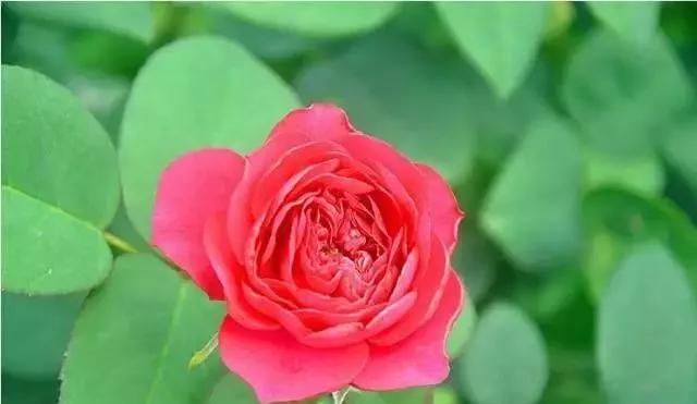 一万年一次的2020520；一起认识100种玫瑰~别送错啊