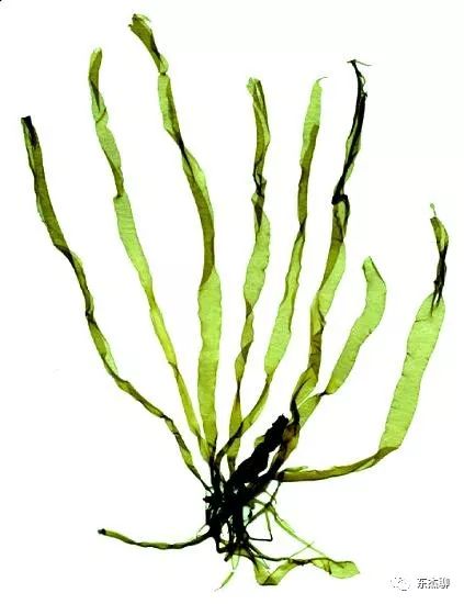 海缸里的绿藻褐藻如何打理,海缸爆藻后怎么除藻