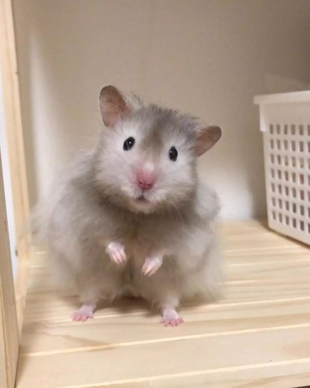 挑食仓鼠不吃磨牙棒可以吃什么,挑食的小仓鼠怎么给他做吃的