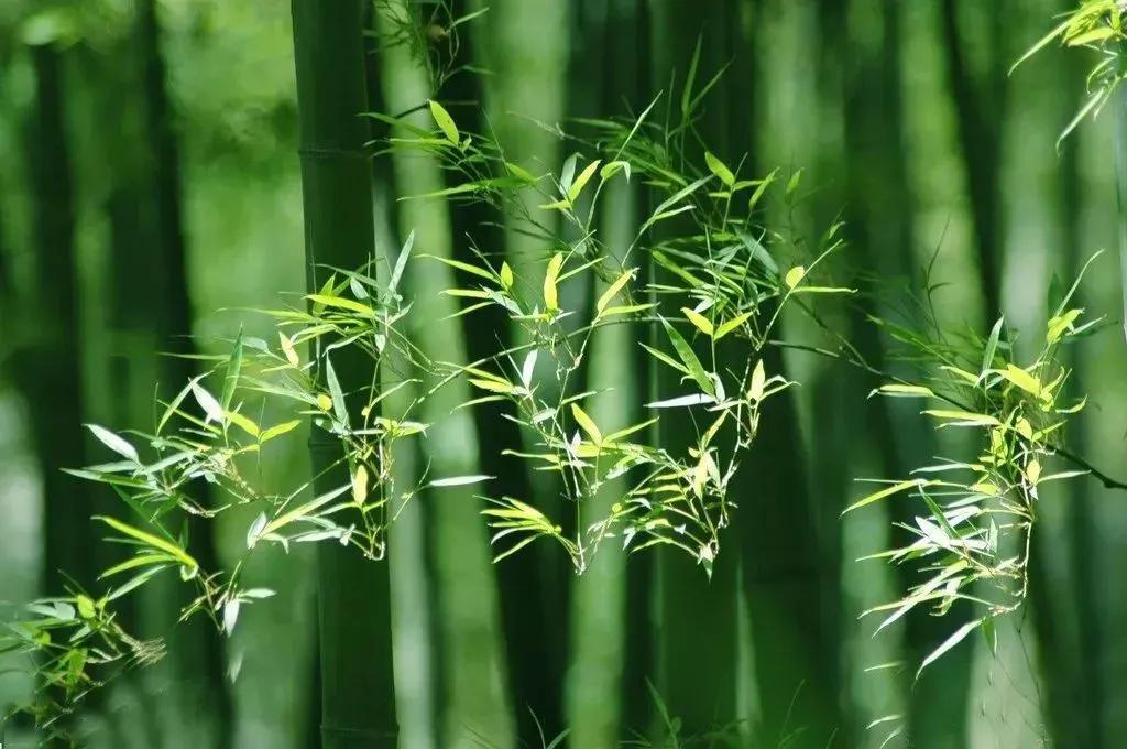 笑谈种树的艺术——看园林专业的魅力