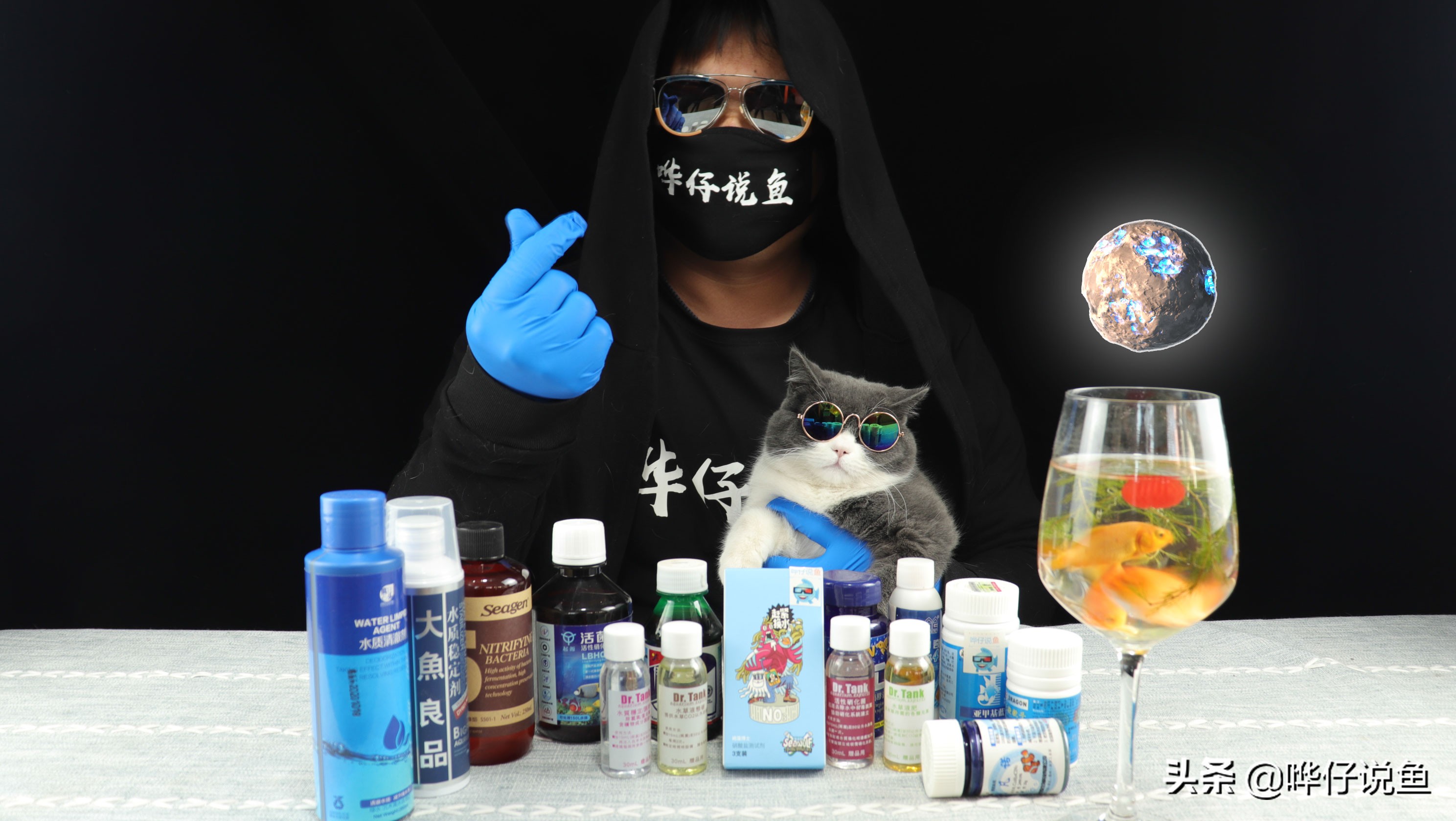 适合春节的观赏鱼,过年家里必养的十大观赏鱼