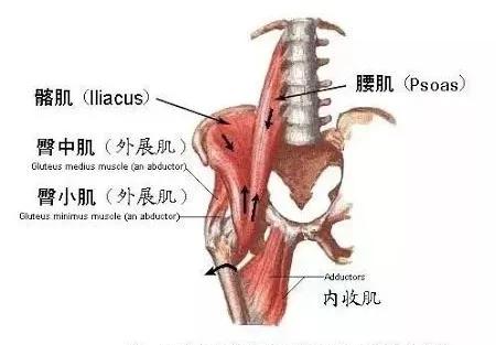 练腹部髂腰肌疼痛怎么恢复,髂腰肌训练时腹股沟疼痛是为什么
