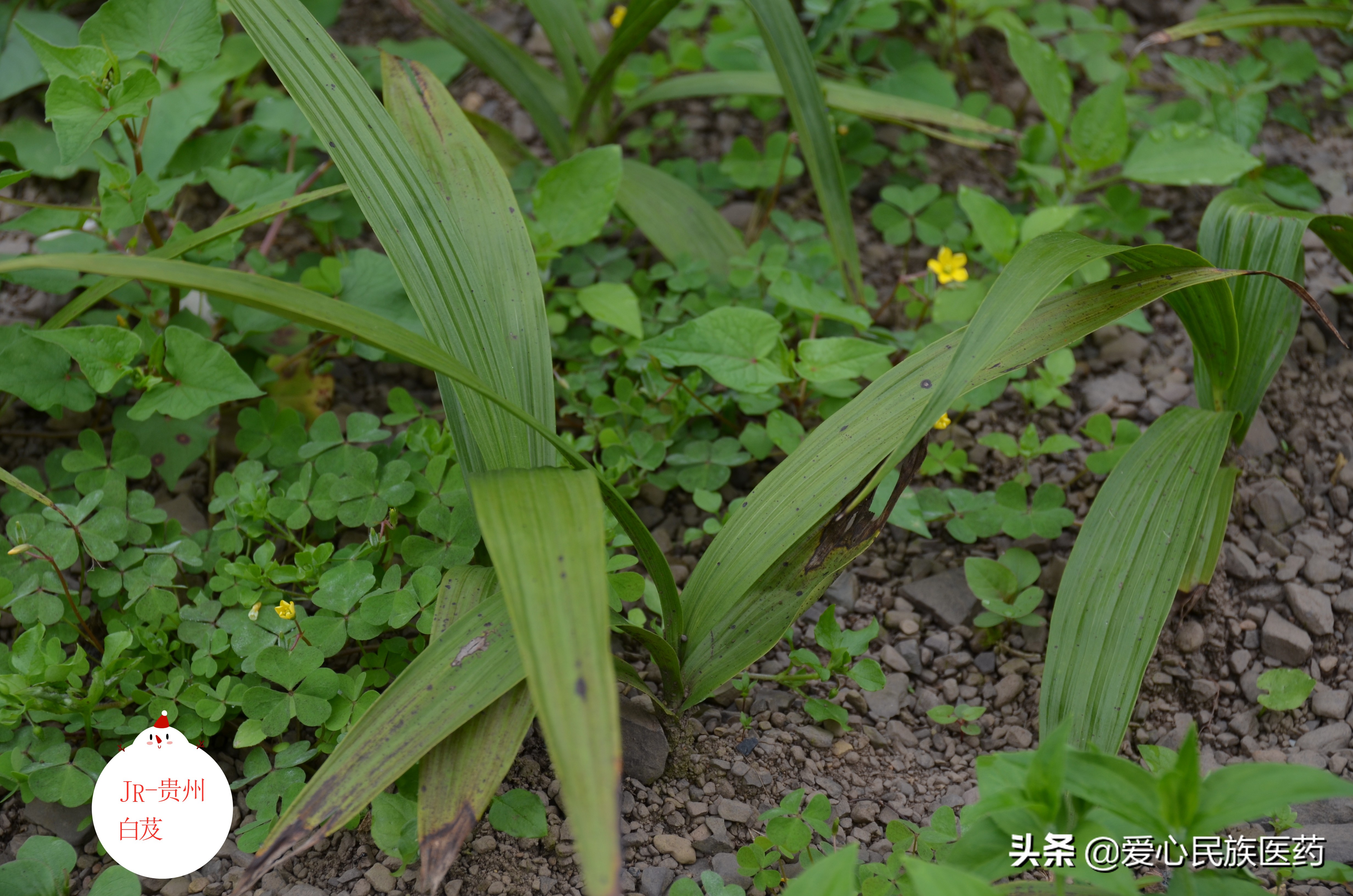 白芨是一味古老的中药,中药白芨的美容作用与功效图片