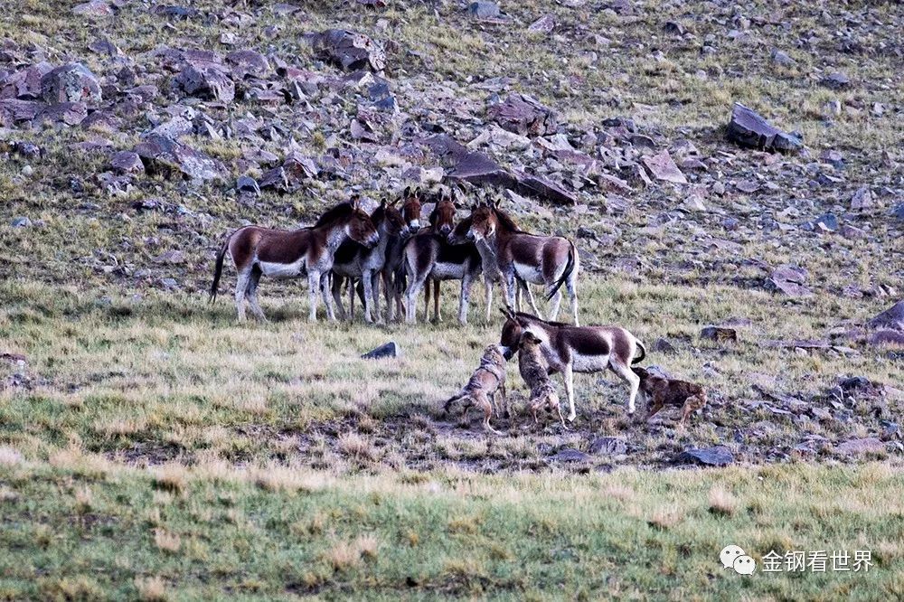 藏狼捕食牦牛,藏西狼徒步边境