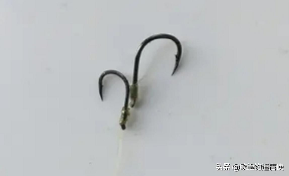 欧鲤钓适合中国吗,欧鲤钓入门