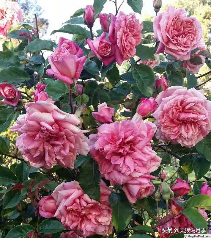 怦然心动的万人迷月季，原来从它而来（终篇）