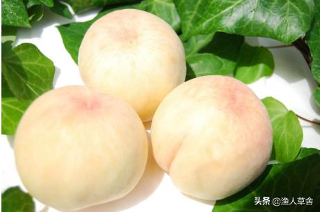 桃子树如何才能让果变甜,桃子树结满密密麻麻的桃子怎么办