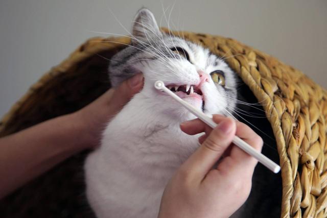 猫咪忽然不爱吃饭也没精神怎么办,猫咪突然不爱吃营养膏