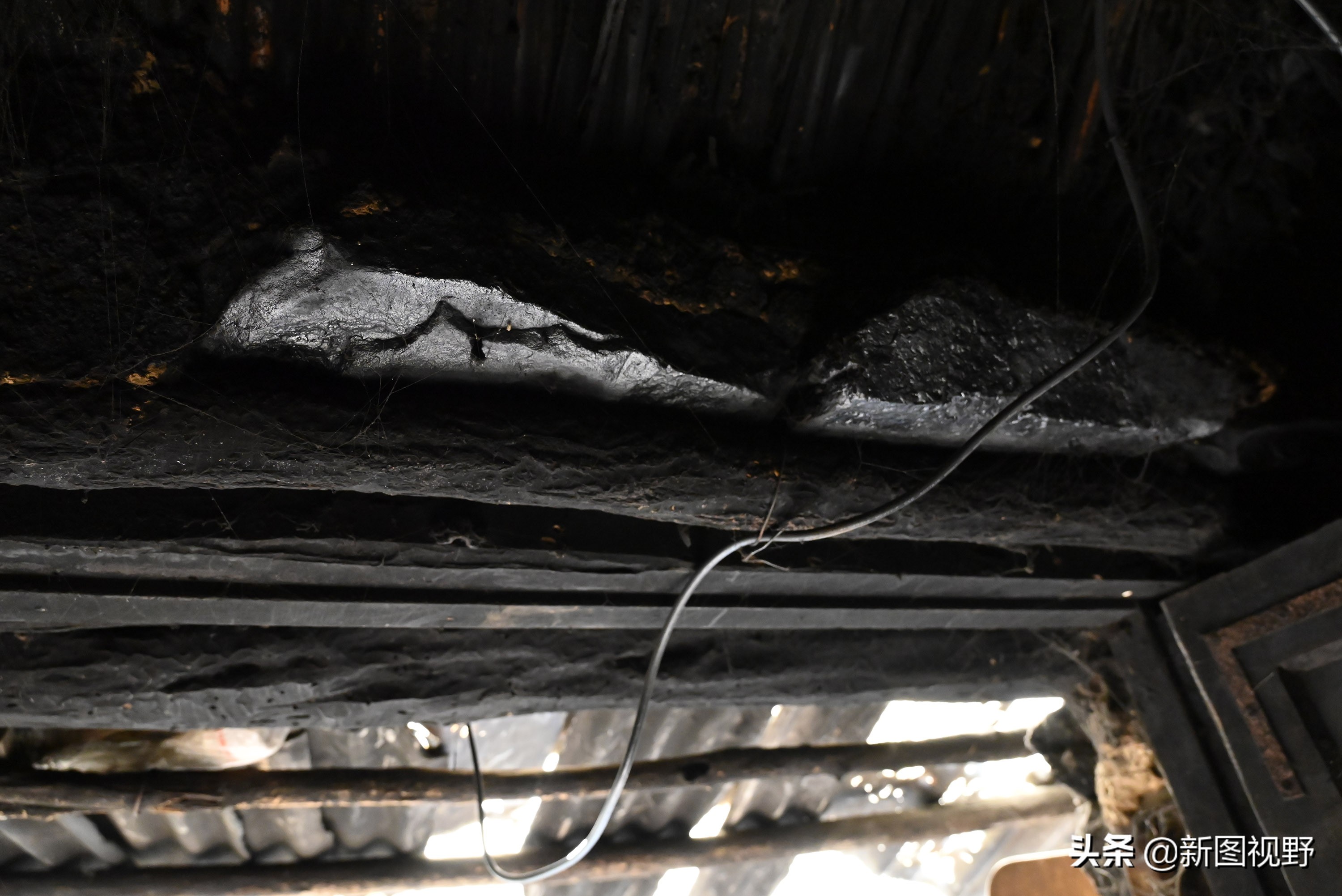 70岁老人养100条流浪狗,80岁老人独居深山养了两只鸟作伴