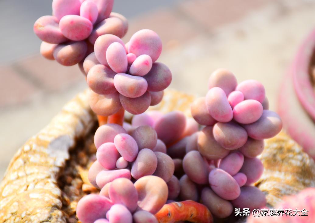 多肉根烂了，原因有3点，简单一解决，多肉好漂亮