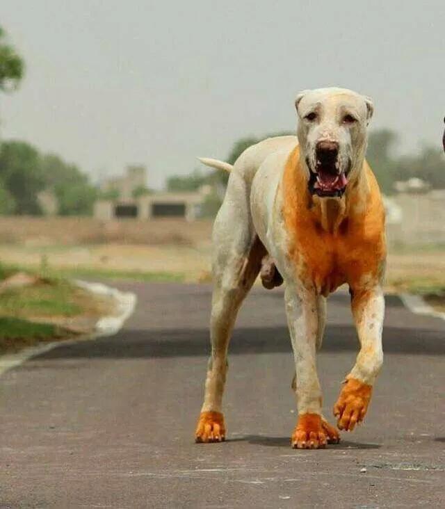 世界各国大型猛犬排名,世界各国猛犬排名