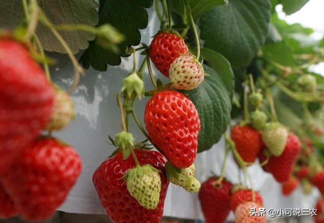 草莓的叶子为什么会弯,草莓的叶子变软怎么回事